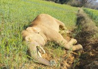 Elephant killed from current